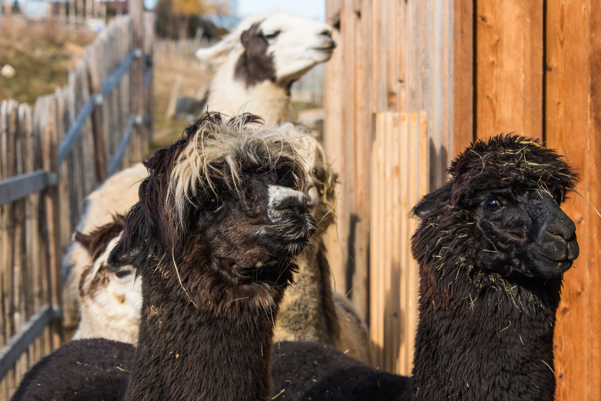 zwei schwarze Alpakas im Vordergrund, ein weißes Lama im Hintergrund
