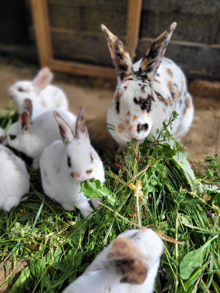Kaninchen und Babykaninchen vom Tierlacherhof fressen L&ouml;wenzahn