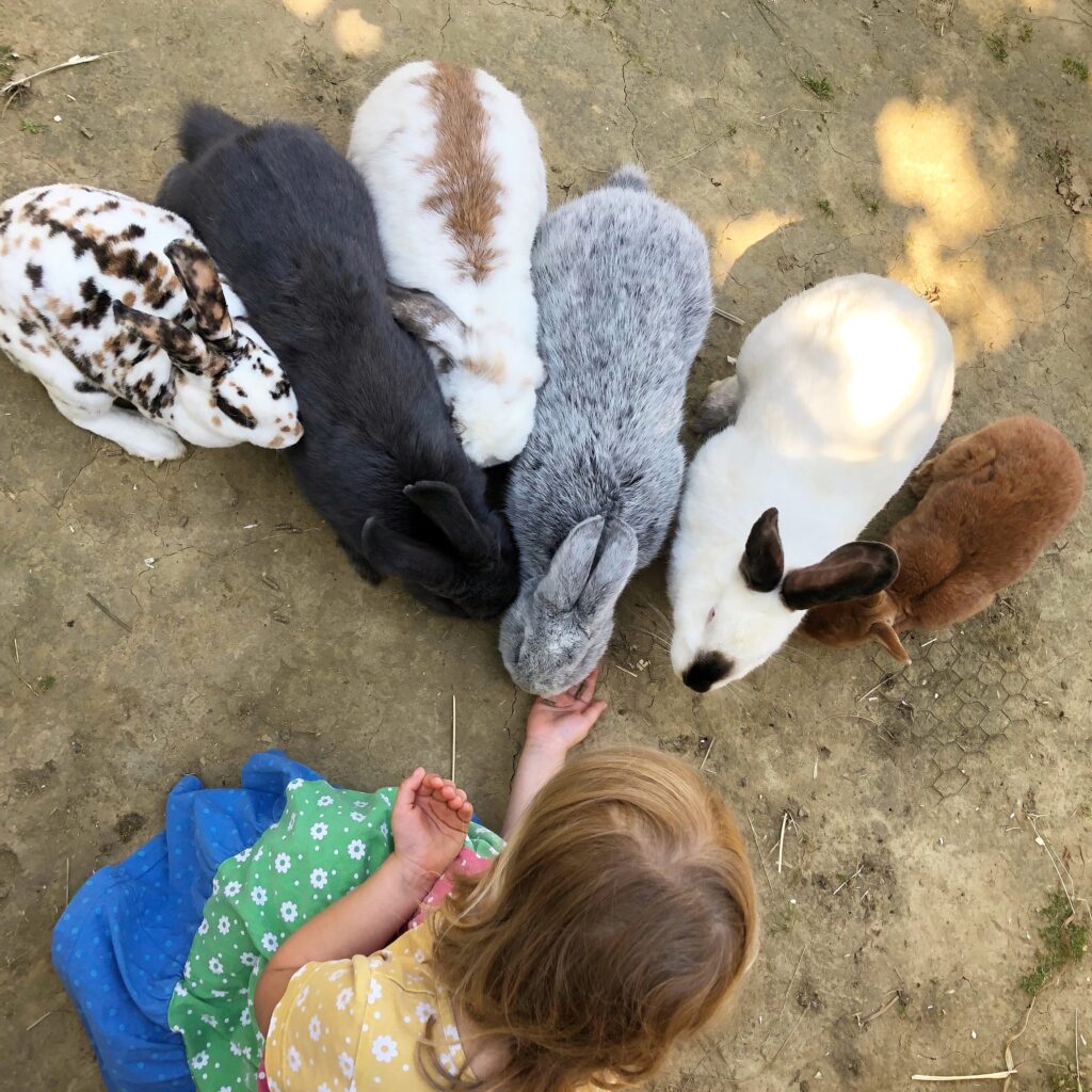 Kind h&auml;lt die Hand ausgestreckt und sechs Kaninchen fressen daraus