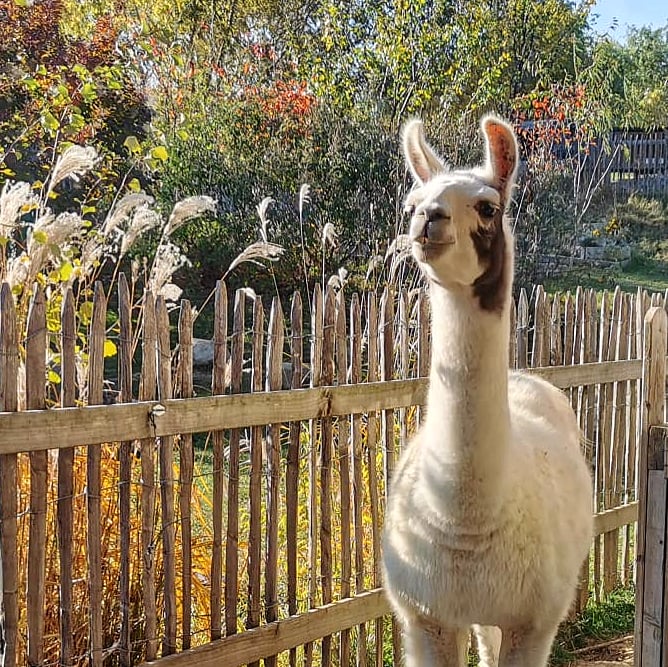 Lama Louis vom Tierlacherhof