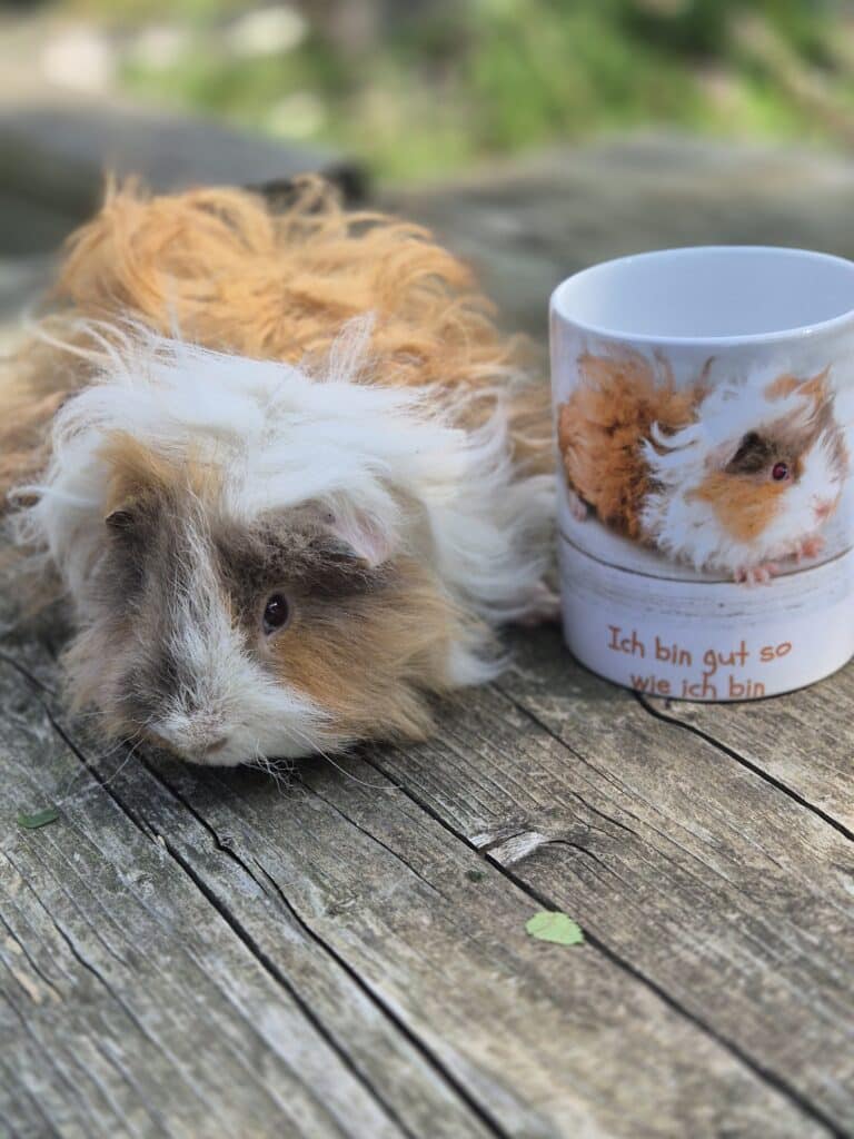 Mutmachtasse mit Meerschweinchen vom Tierlacherhof