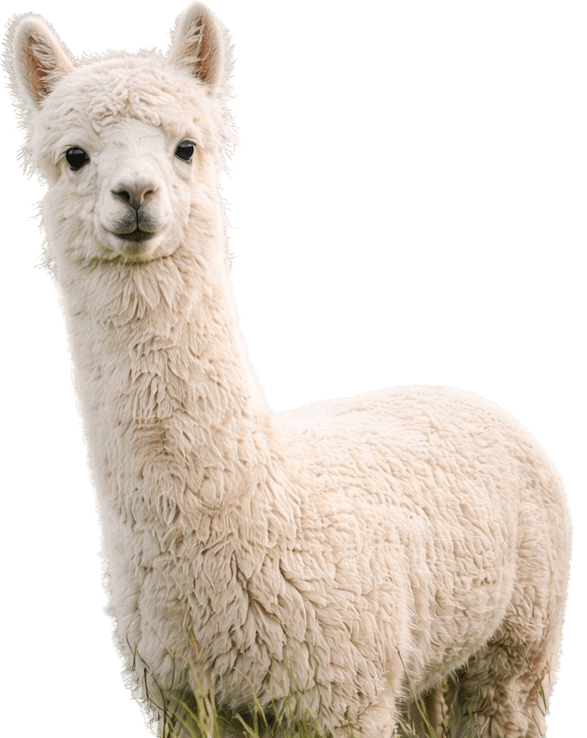 wei&szlig;es Alpaka