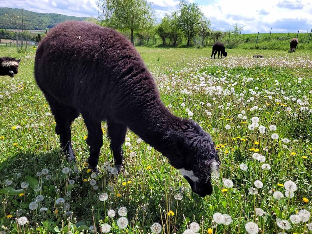 Alpaka vom Tierlacherhof