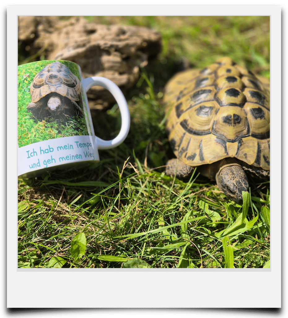 Polaroid von Schildkr&ouml;te und Mutmachtasse am Tierlacherhof